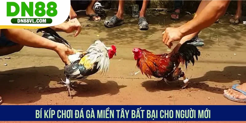 Bí kíp chơi đá gà miền Tây bất bại cho người mới