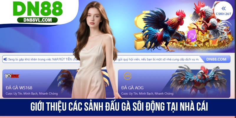 Giới thiệu các sảnh đấu gà sôi động tại nhà cái