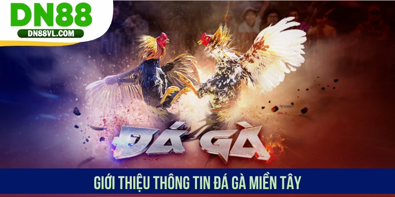 Giới thiệu thông tin đá gà miền Tây